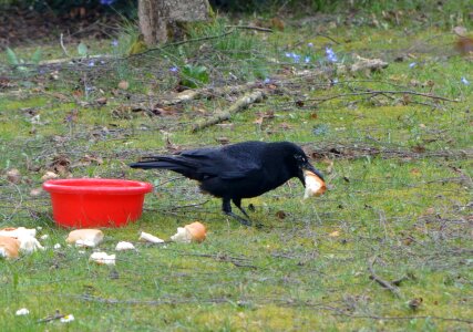 Raven animal eat