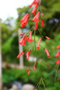 Flower tree wood landscape