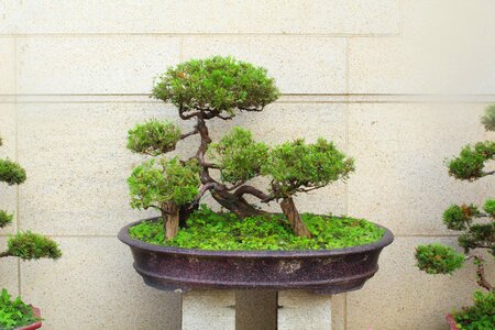 Plant potted plants green
