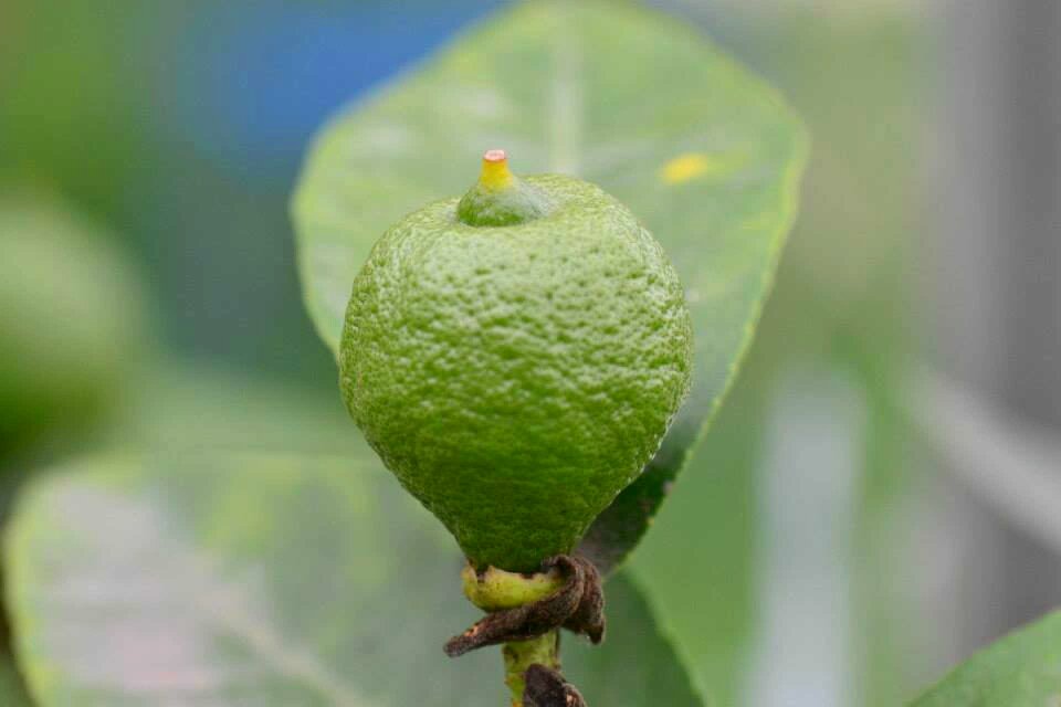 Green plant fruit