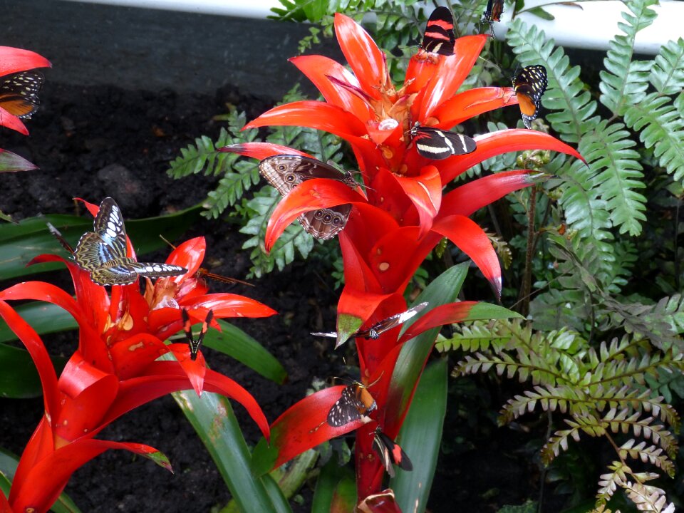 Flora flowers red