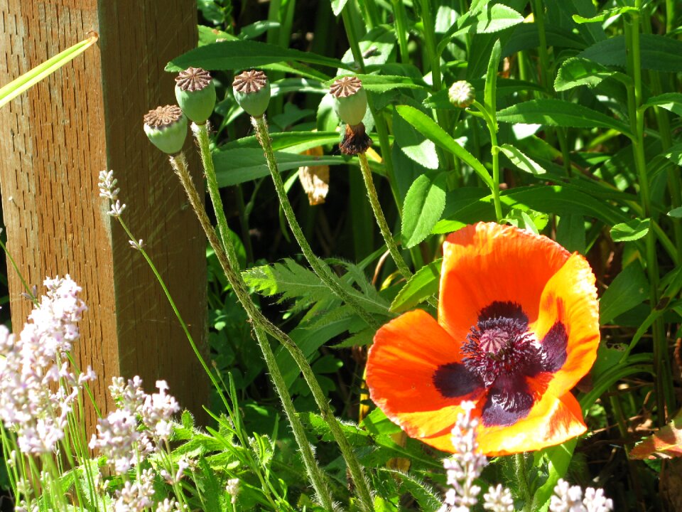 Spring poppy flower wild flowers