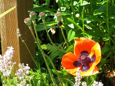 Spring poppy flower wild flowers