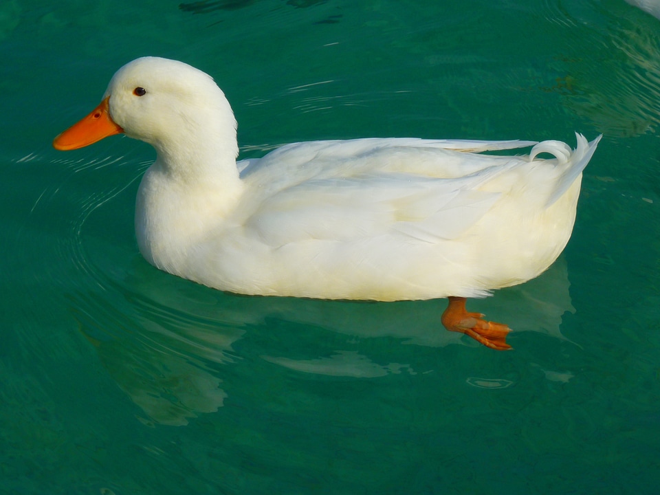 Ducks animal water