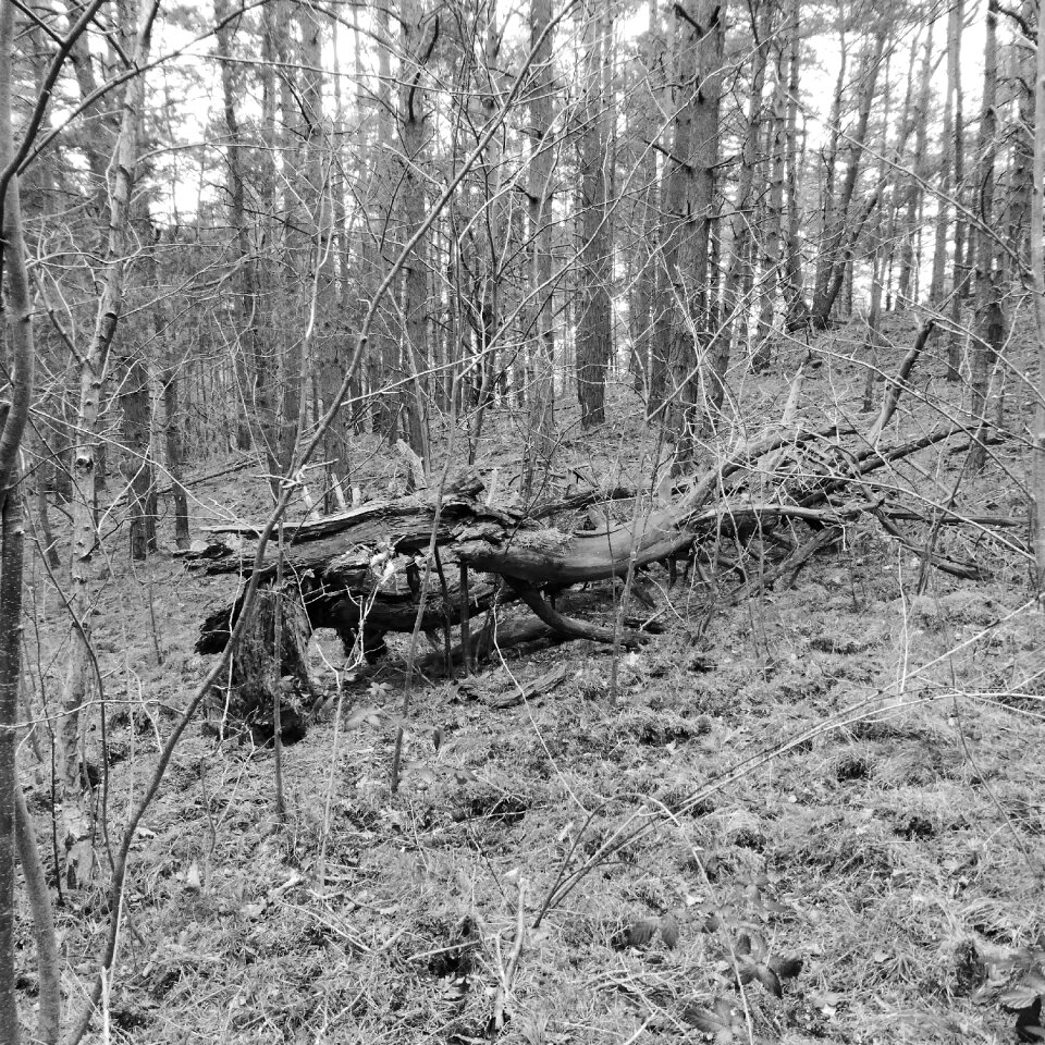 Forest nature trist