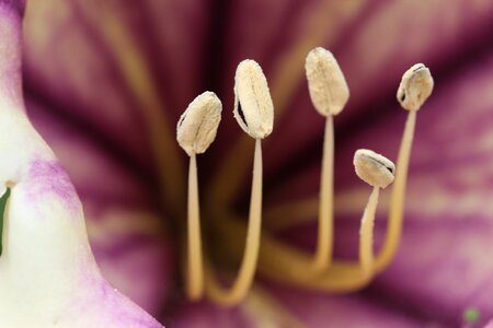 Flowering stems flourish pollination