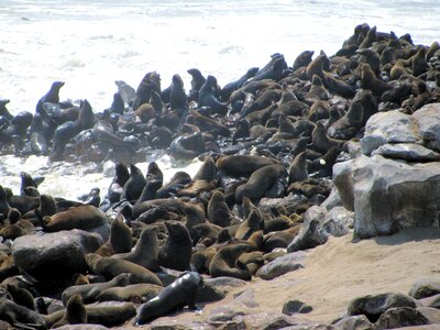 Crawl skeleton coast namibia