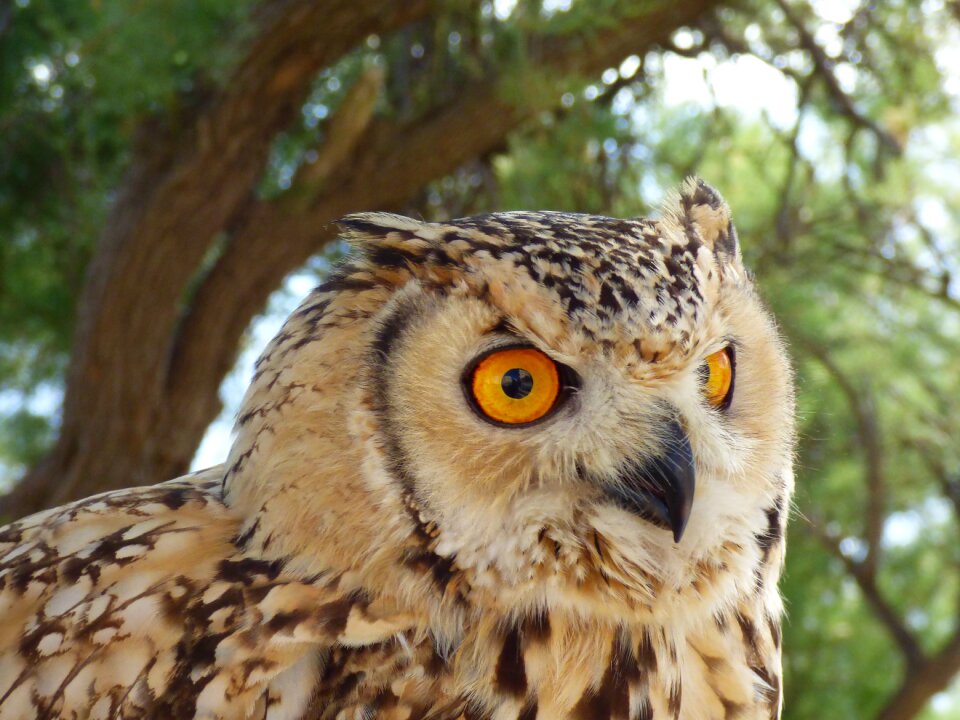 Nature eye staring