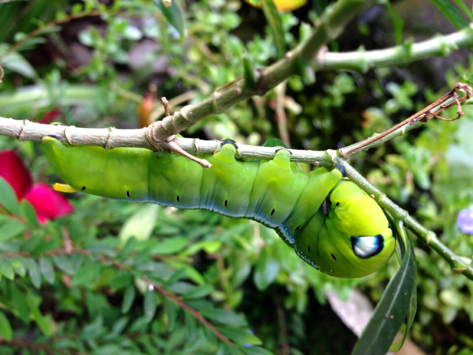 Nature garden outdoors