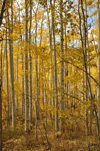 Yellow nature trees photo