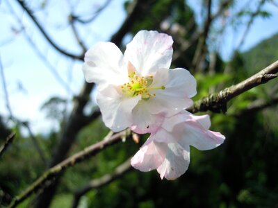 Spring pink cherry blossoms