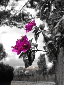 Violet blossom bloom