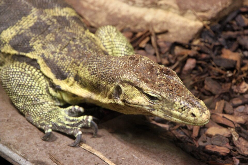 Animals reptile animal