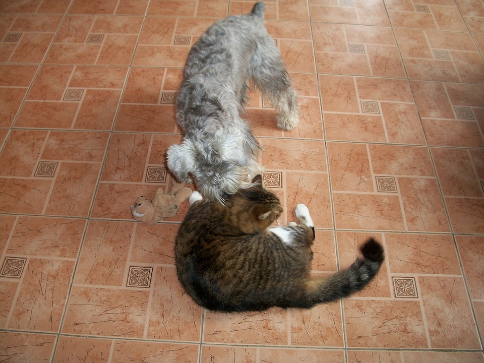 Pets domestic feline
