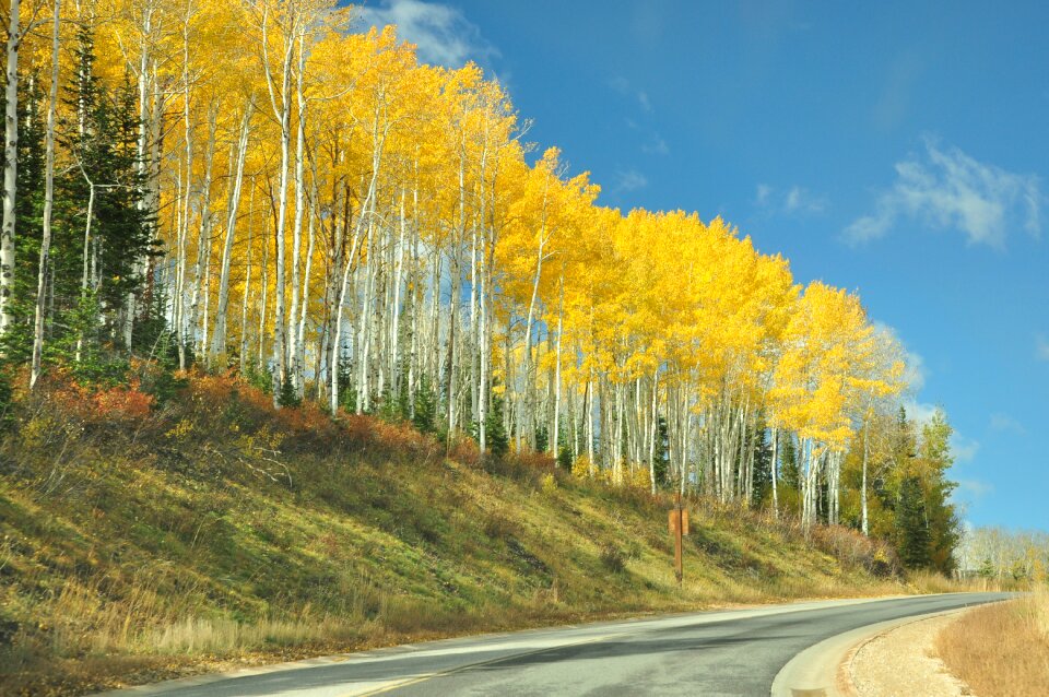 Yellow nature trees
