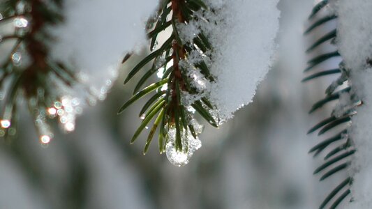 Snowy hoarfrost frost