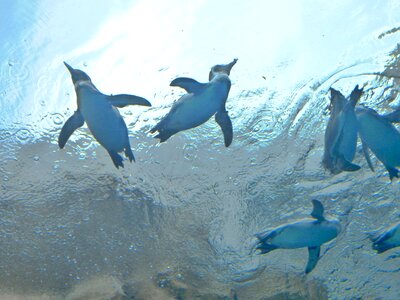 Aquarium water swim