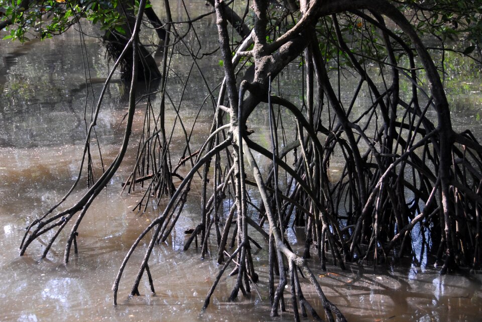 Sungei buloh walk brackish photo