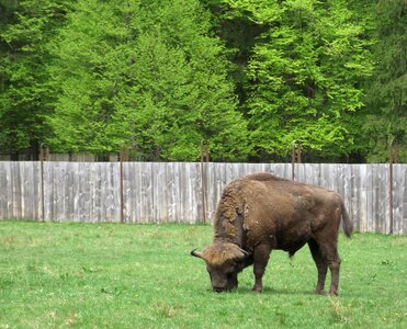 Bison nature białowieża