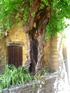 Trunk tree facade
