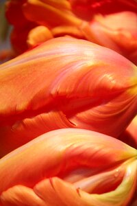 Tulips flowers spring
