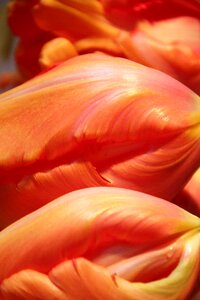 Tulips flowers spring photo