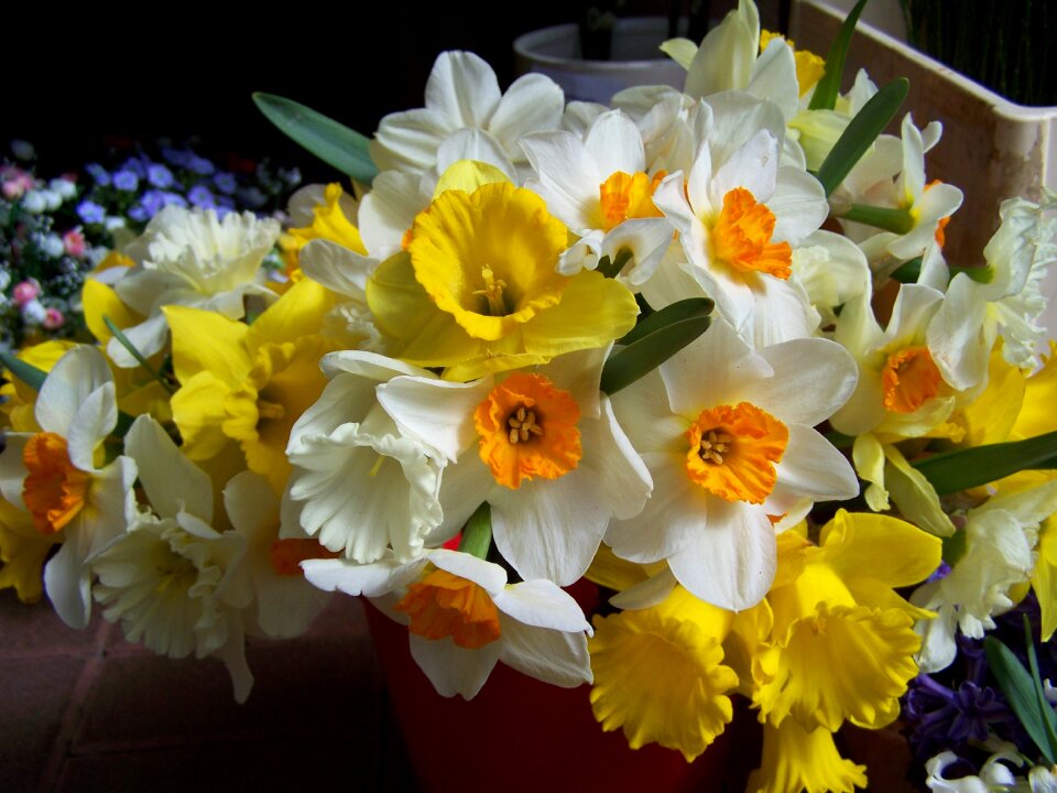 White yellow spring