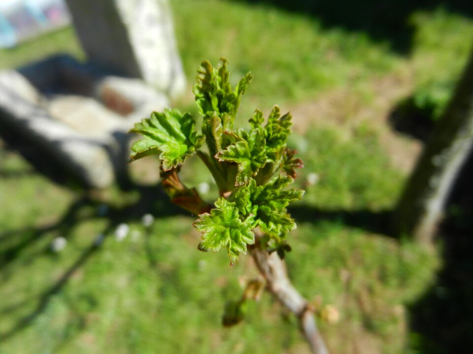 Bush sprouts spring macro