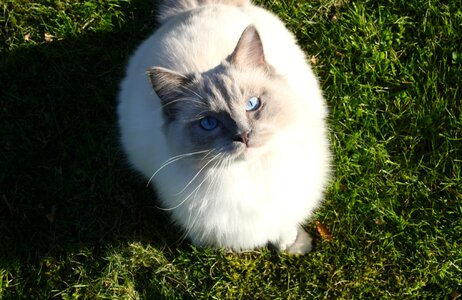 Fur animal feline