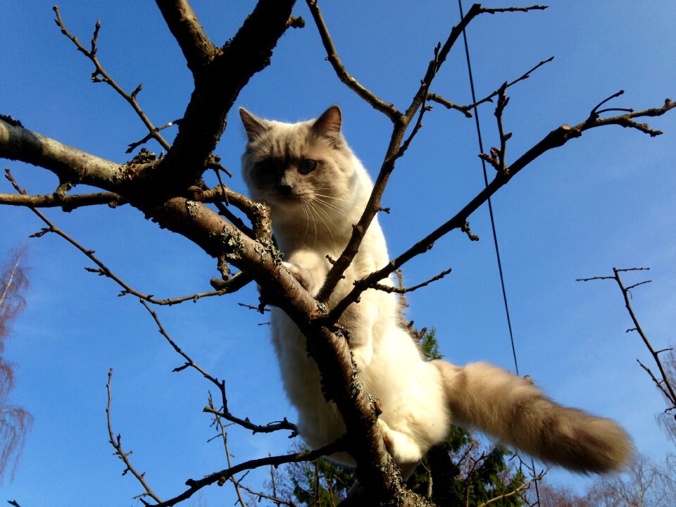 Fur animal feline