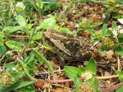 Soil leaves animals