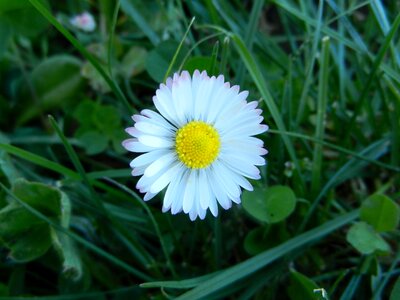 Daisy flower spring photo