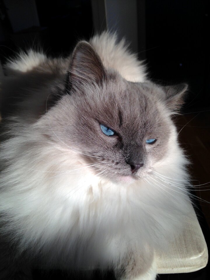 Fur animal feline