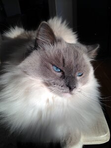 Fur animal feline