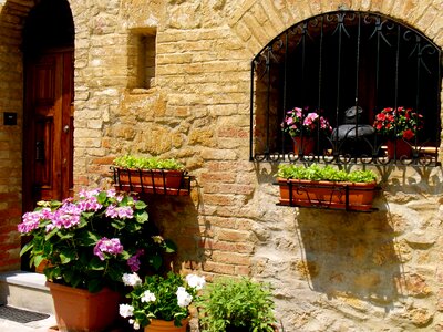 Flowers window