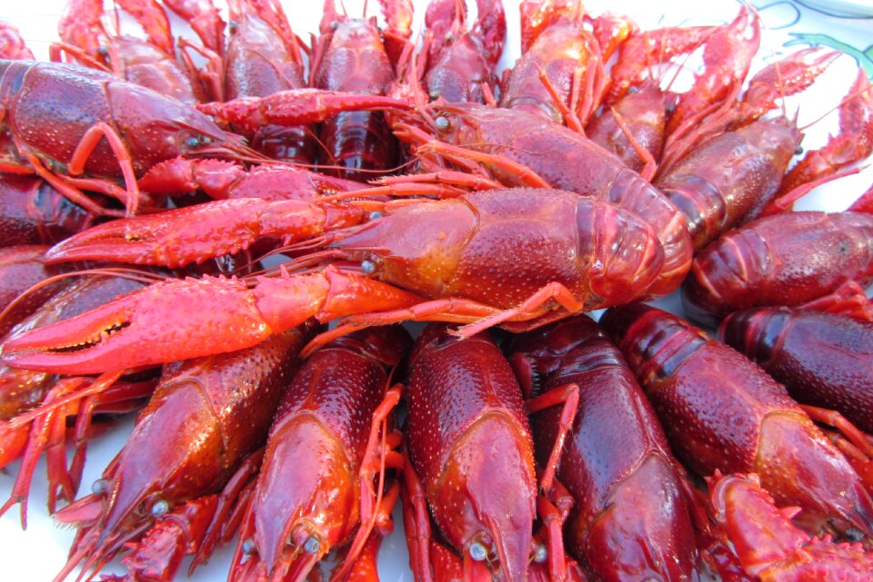 Sweden crabs cancer fixed