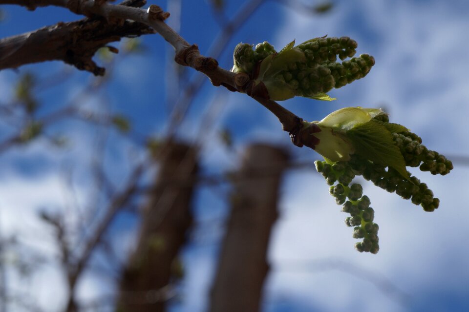Nature bud blue
