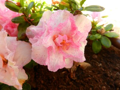Azalea flower shrub