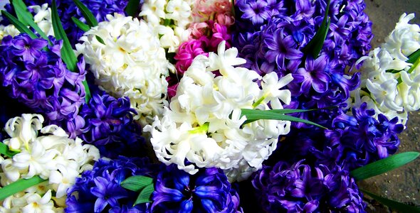Mixed colors blue and white spring