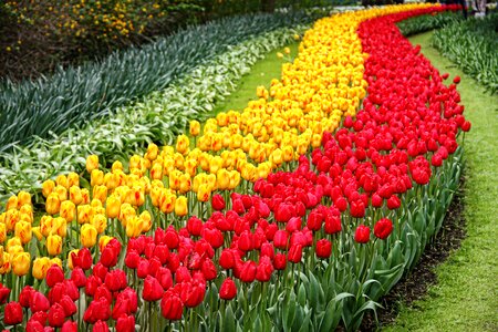 Keukenhof flower