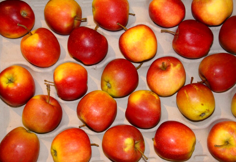 Harvest healthy bio