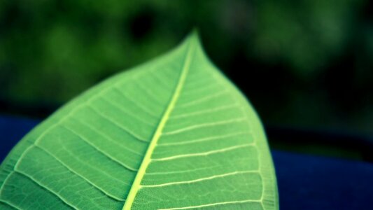 Leaf green leaf the leaves