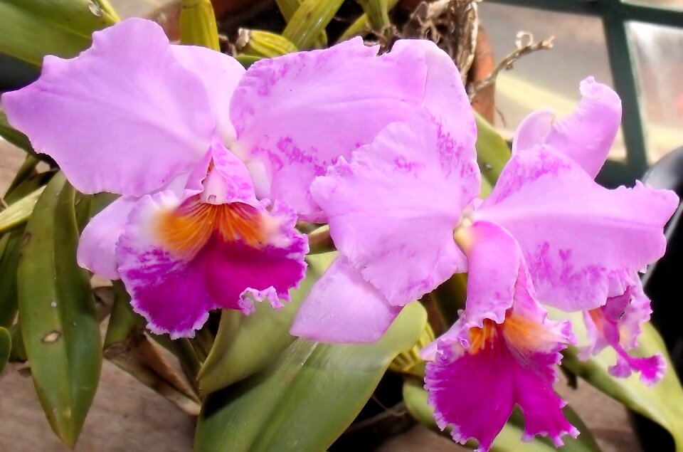 Exotic plant nature flowers