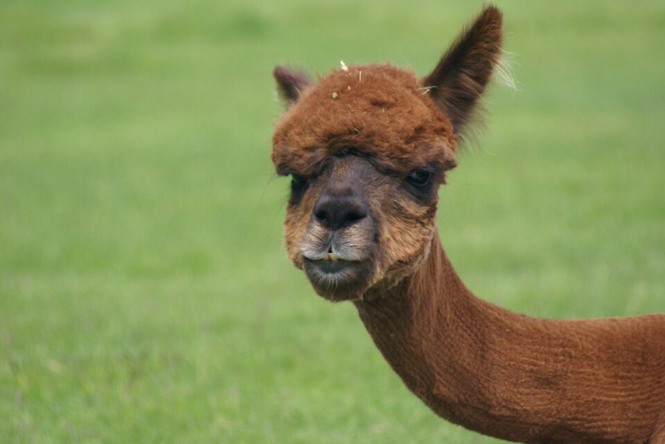 Alpaca farm redmond oregon