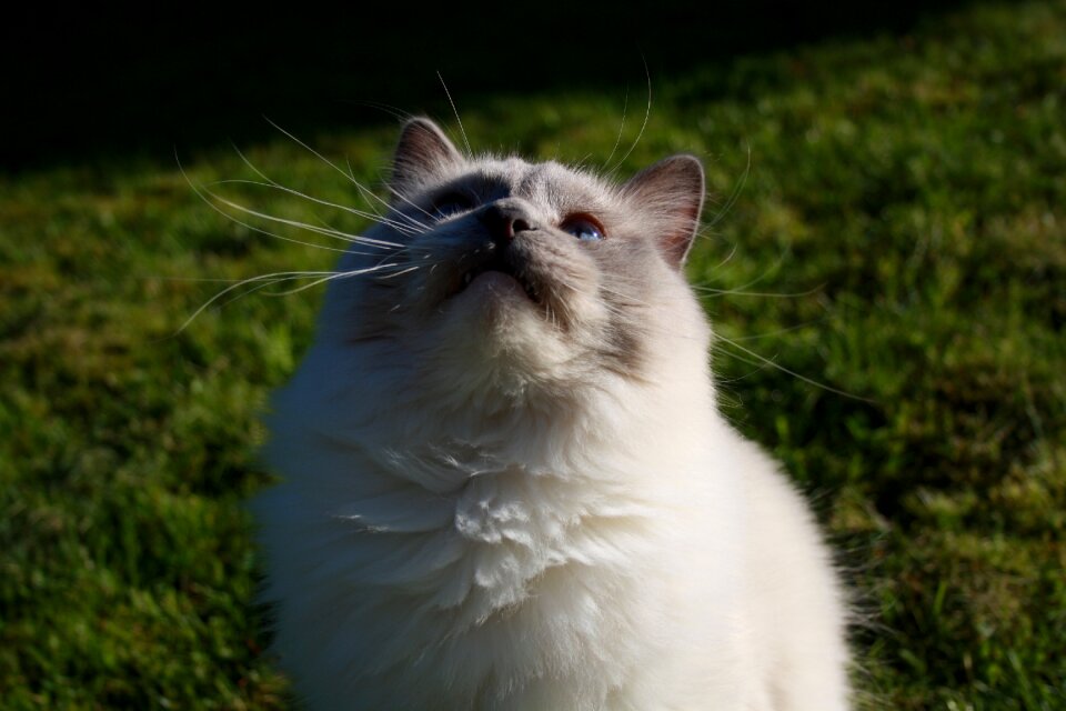 Fur animal feline