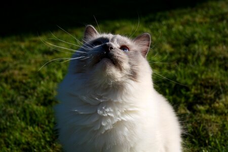 Fur animal feline photo