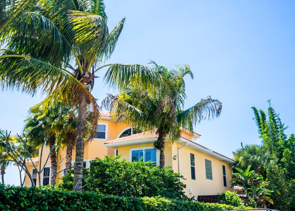 Casey key palm trees