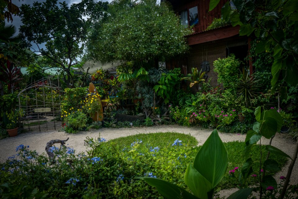 Green plant flowers photo