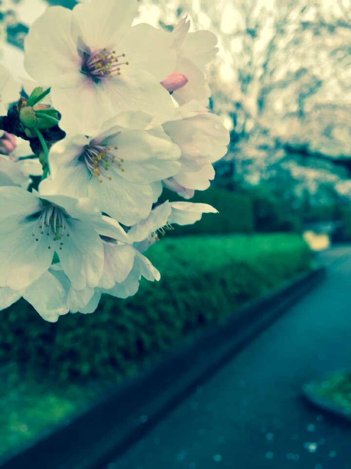 Spring cherry blossom nature