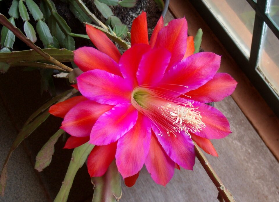 Garden colorful petals